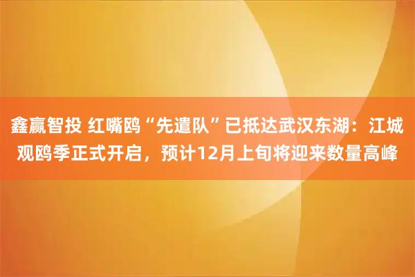 鑫赢智投 红嘴鸥“先遣队”已抵达武汉东湖：江城观鸥季正式开启，预计12月上旬将迎来数量高峰